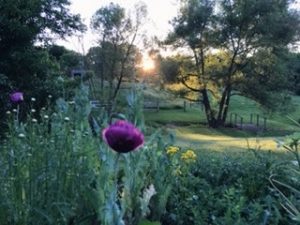 Outdoor garden. Image of a vibrant flower garden with the sun rising in the background.