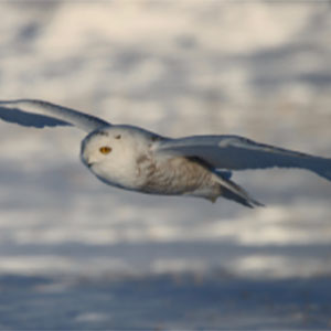 Roots in the Grass, Wings in the Sky blog. Photo of a bird in flight over a blurred icy background.