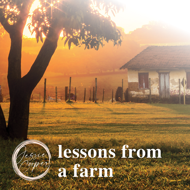 Lessons From A Farm blog. Photograph of a farm at sunset.